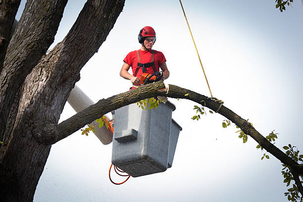 Tree and Shrub Care in Bellefontaine, OH